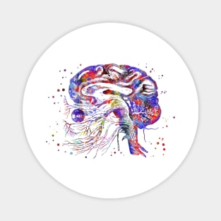 Brain cranial nerves Magnet